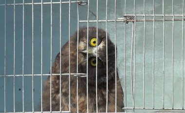 Denise Batchelor, Owl Caged, at Viewfinder