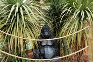 Wayne Barrar, Gorilla fringed in cordyline, crazy golf course, Torquay, England  2011