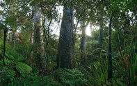 Ian Macdonald, Kauri, Puketi Forest, 2010. 1000 x 1580 mm