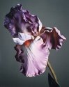 Boyd Webb, Botanics-Iris, 2003, colour photograph.  Chartwell Collection, Auckland Art Gallery Toi o Tāmaki, 2004 
