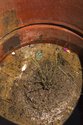 A.D. Schierning, Plant an Oioi, 2014, oil drum, water, soil, Oioi plant