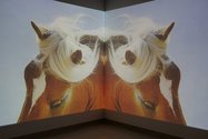 Nathan Pohio, The Feral Horses of Natasha von Braun, 2015, double channel HD projection, 5min 20sec. Photo: Daegen Wells