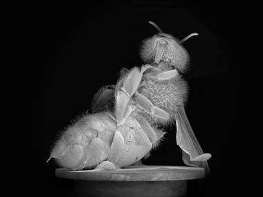 Anne Noble, Dead Bee Portrait #6, 2015, pigment print on archival paper, 915 x 1165 mm