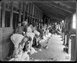 William F Crawford, Shearing at Rangatira Station, 1893, silver gelatin print, Courtesy of the William Crawford Collection, Tairāwhiti Museum
